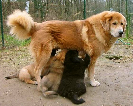 Do Khyi mi Welpen, Tibetan Mastiff with Puppies