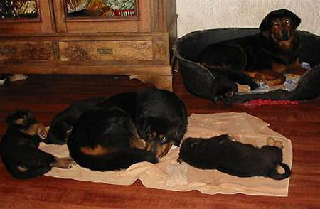 Do Khyi Vater, Sohn und welpen, Tibetan Mastiff Father, Son and Puppies