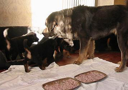 Do Khyi Welpen mit erwachsenem Rüden, Tibetan Mastiff Puppies with adult Male