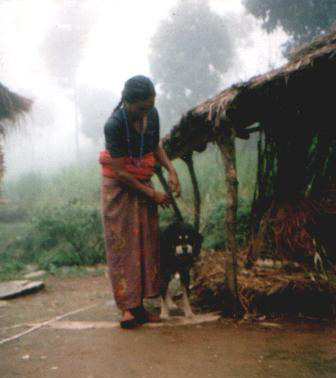 Tibeterin mit Do Khyi, Tibet Woman with Tibetan Mastiff