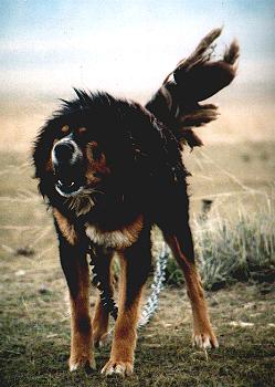 angeketteter Do Khyi in Tibet, Tibetan Mastiff in Tibet