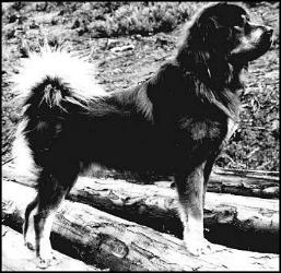 Do Khyi Import von 1979 Tü Bo, Tibetan Mastiff Male Tü Bo from 1979